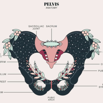 The Female Pelvis: Portland/Vancouver