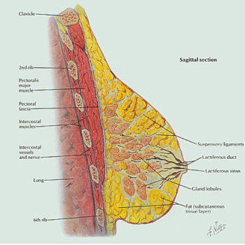 May 4: Breast Massage for Healthy Breasts. Portland, OR