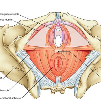 March 26: FREE Q&A about Bodywork for the Female Pelvic Floor and Integrative Pelvic Bodywork