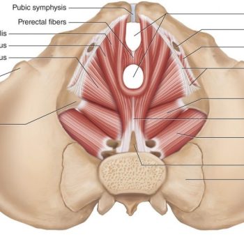 Dec 29: FREE Q&A about Bodywork for the Female Pelvic Floor and Integrative Pelvic Bodywork